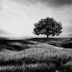 Deborland Wall Art - galleria furniture outlet